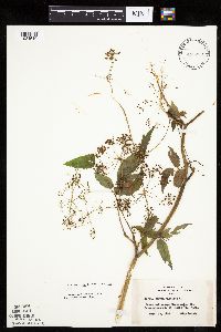 Cicuta maculata image