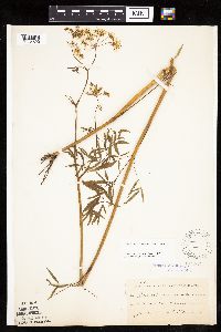 Cicuta maculata var. maculata image