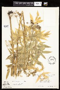 Cicuta maculata image