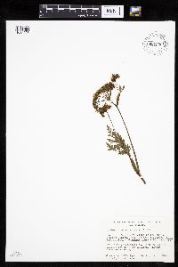 Conioselinum chinense image