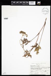 Conioselinum chinense image