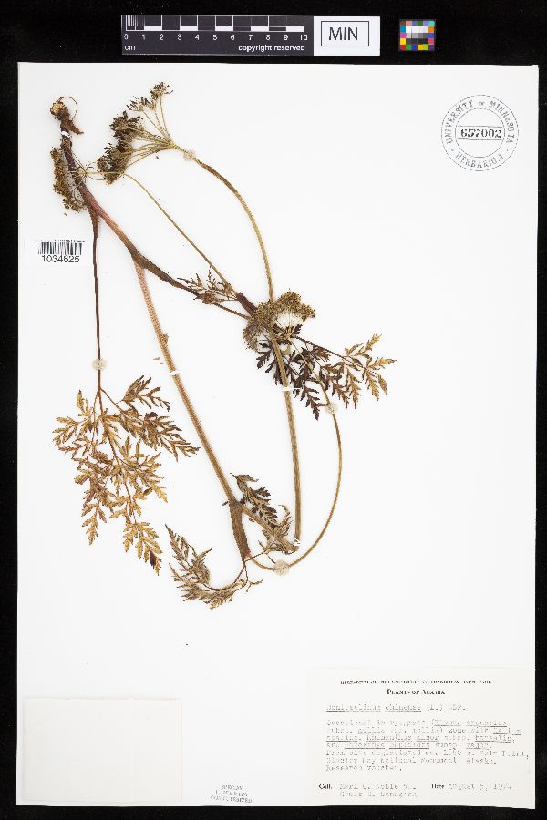 Conioselinum chinense image