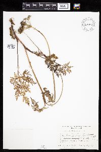 Media resource of Conioselinum chinense