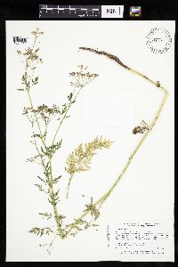 Conium maculatum image
