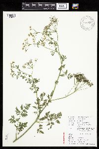 Conium maculatum image