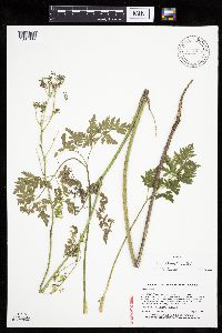 Conium maculatum image