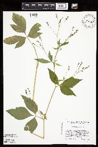 Cryptotaenia canadensis image