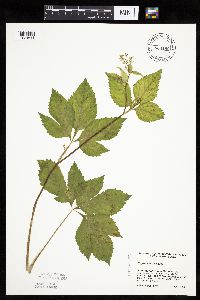 Cryptotaenia canadensis image