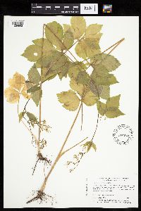 Cryptotaenia canadensis image