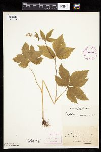 Cryptotaenia canadensis image