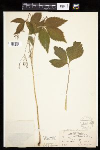 Cryptotaenia canadensis image