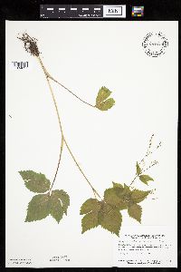 Cryptotaenia canadensis image