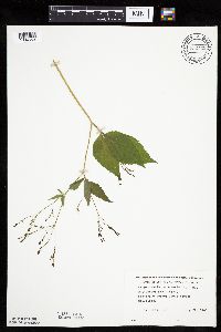 Cryptotaenia canadensis image