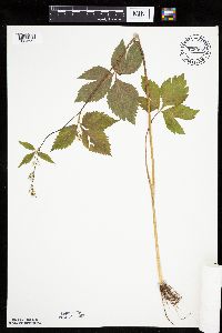 Cryptotaenia canadensis image