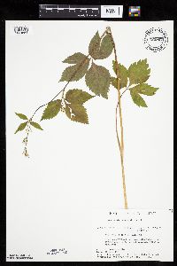 Cryptotaenia canadensis image