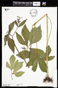 Cryptotaenia canadensis image