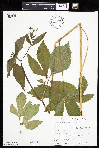 Cryptotaenia canadensis image