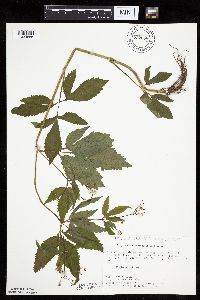 Cryptotaenia canadensis image