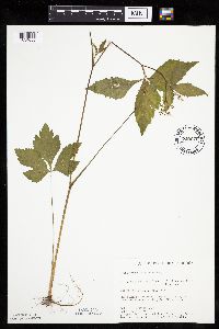 Cryptotaenia canadensis image