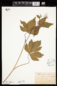 Cryptotaenia canadensis image