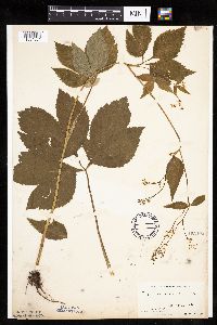 Cryptotaenia canadensis image