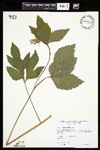 Cryptotaenia canadensis image