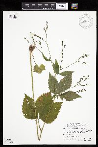 Cryptotaenia canadensis image