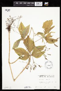 Cryptotaenia canadensis image