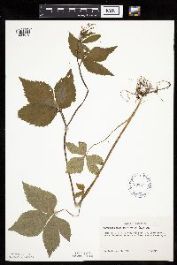 Cryptotaenia canadensis image