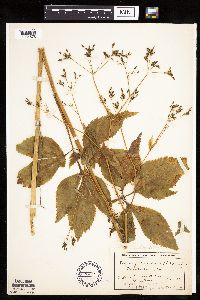 Cryptotaenia canadensis image