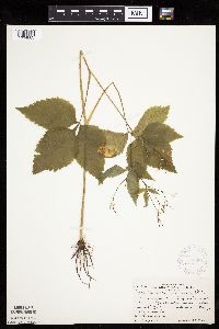 Cryptotaenia canadensis image