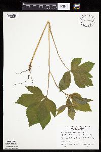 Cryptotaenia canadensis image