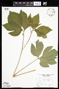 Cryptotaenia canadensis image