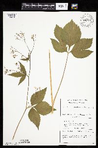 Cryptotaenia canadensis image