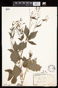 Cryptotaenia canadensis image