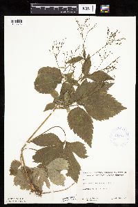 Cryptotaenia canadensis image