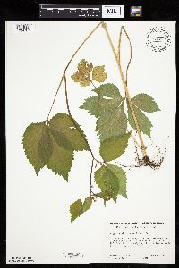 Cryptotaenia canadensis image