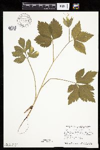 Cryptotaenia canadensis image