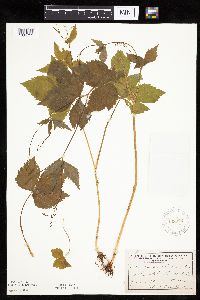 Cryptotaenia canadensis image