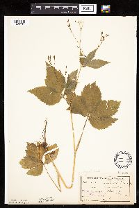 Cryptotaenia canadensis image