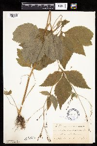 Cryptotaenia canadensis image