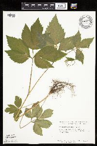 Cryptotaenia canadensis image