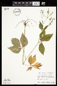 Cryptotaenia canadensis image