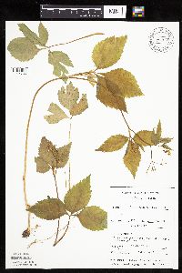 Cryptotaenia canadensis image