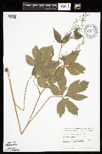 Cryptotaenia canadensis image