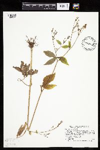 Cryptotaenia canadensis image