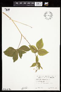 Image of Cryptotaenia canadensis