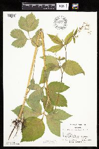 Cryptotaenia canadensis image