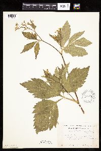 Cryptotaenia canadensis image