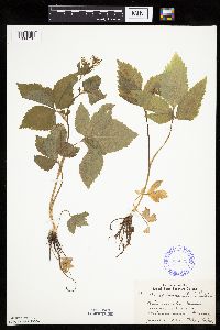 Cryptotaenia canadensis image